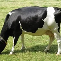 有知觉的弗里斯兰牛